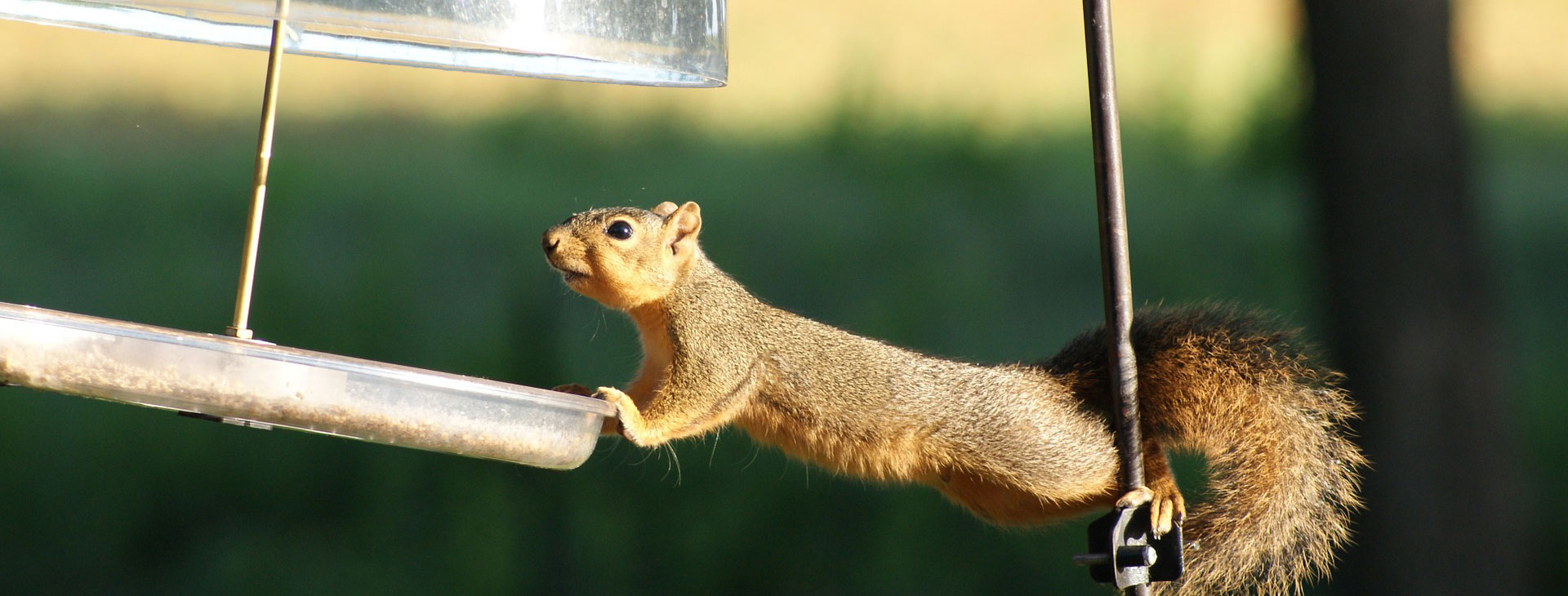 erie wildlife rescue wildlife rehabilitation experts erie wildlife rescue wildlife rehabilitation experts
