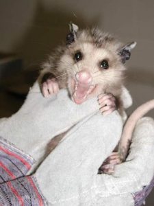 babyopossum