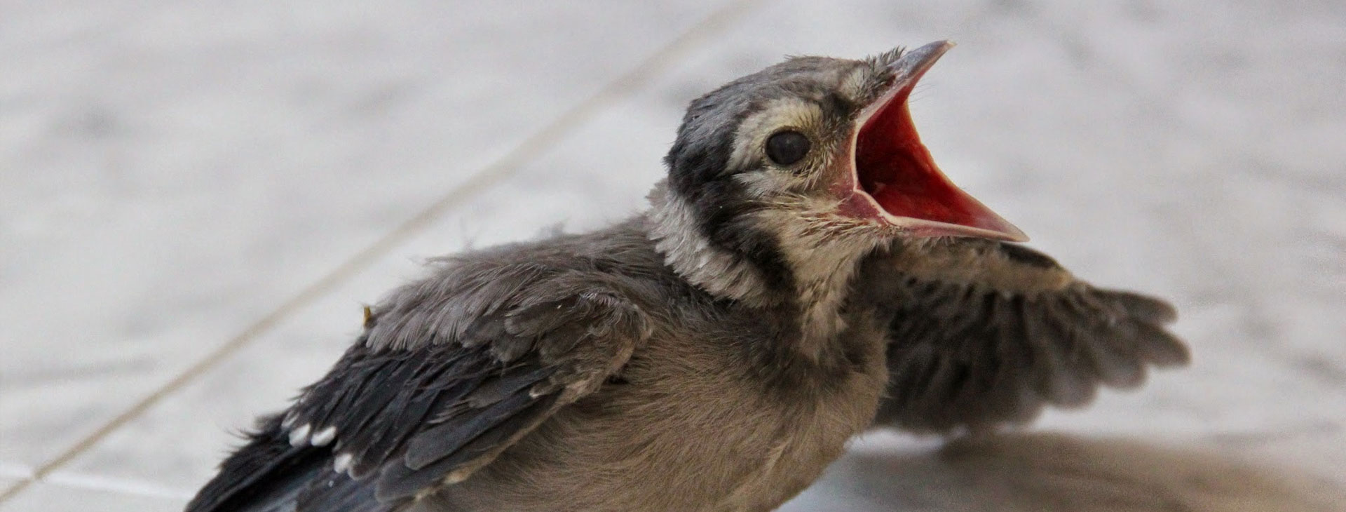 erie wildlife rescue wildlife rehabilitation experts erie wildlife rescue wildlife rehabilitation experts